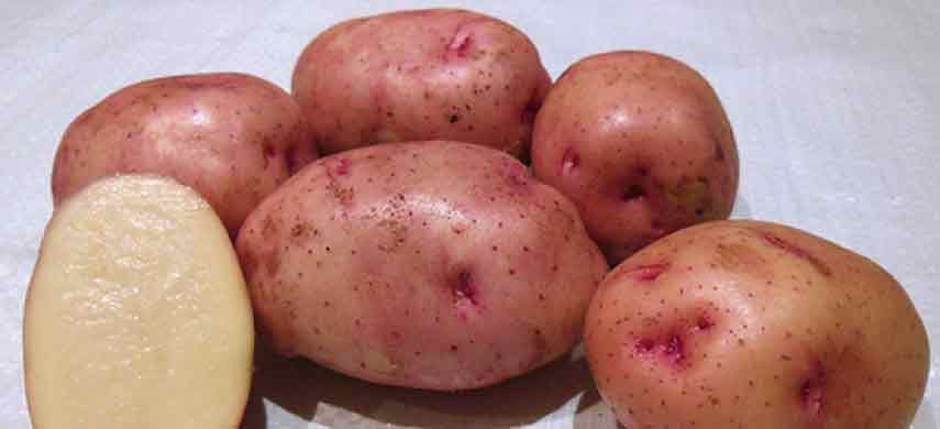 Скороспелые сорта картофеля: какой сорт порадует урожаем раньше остальных