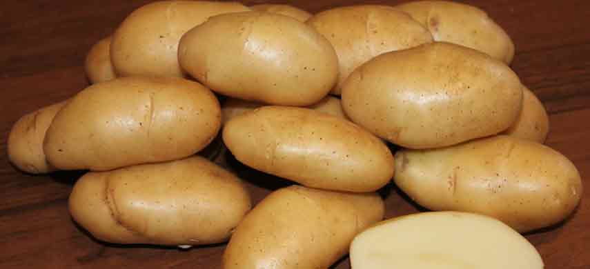 описание, фото и характеристика ранних сортов картофеля фото 4