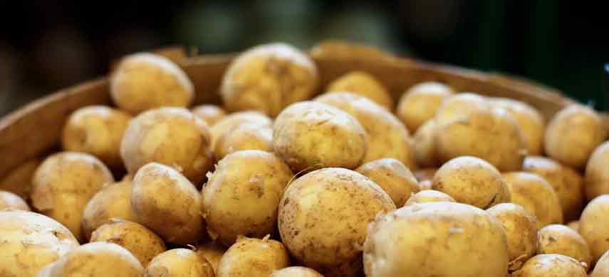описание, фото и характеристика ранних сортов картофеля фото 5