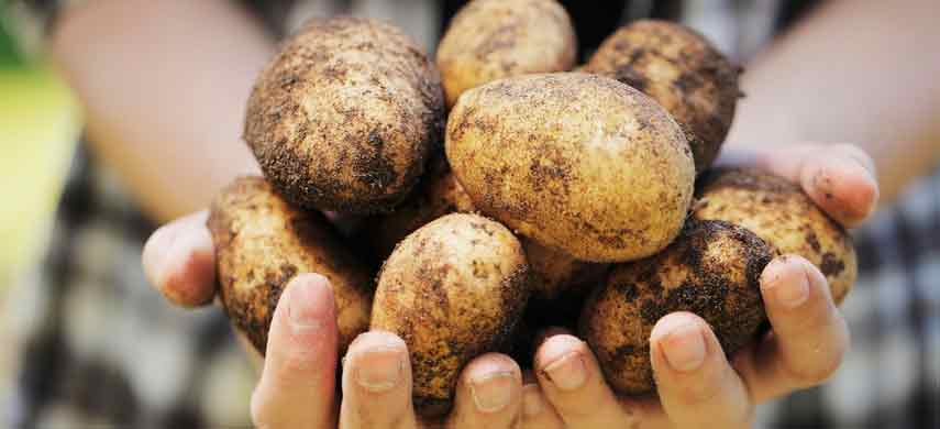 описание, фото и характеристика ранних сортов картофеля фото 7