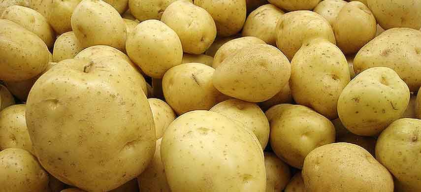 описание, фото и характеристика ранних сортов картофеля фото 9