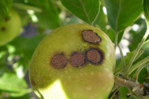 Болезни и вредители яблони фото 2