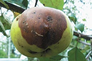 Болезни и вредители яблони фото 6