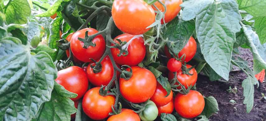 Непасынкующиеся томаты: лучшие сорта с описаниями
