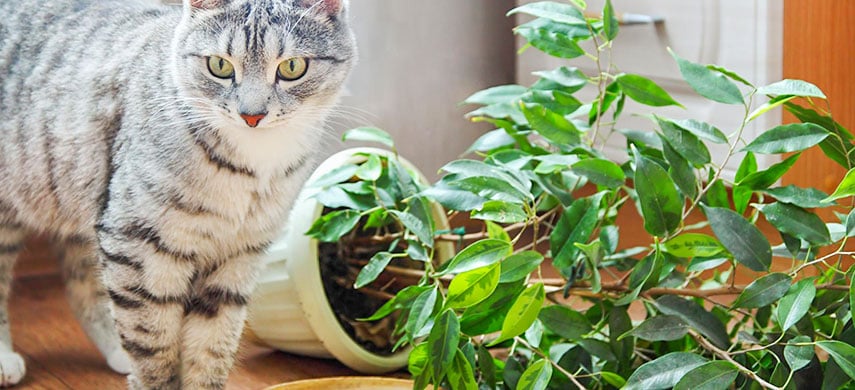Как защитить растения от домашних животных: эффективные способы | Полезные  статьи на блоге Беккер