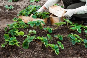Как выращивать клубнику в теплице