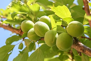 почему опадают зелёные абрикосы