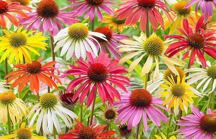 Цветы многолетники для «ленивого» сада, которые цветут круглый год №4