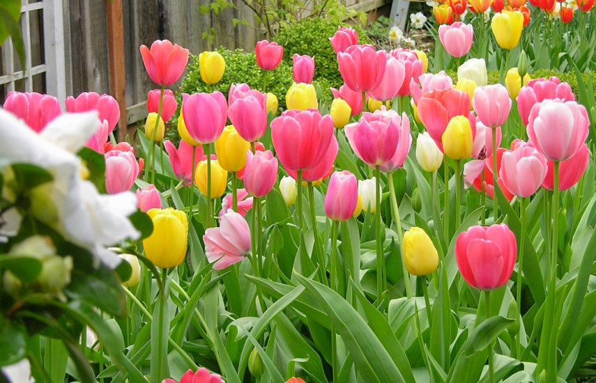 Цветы многолетники для «ленивого» сада, которые цветут круглый год №1