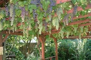 Правильная посадка винограда весной – залог отличного урожая!