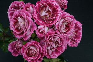 купить розы флорибунда в казахстане