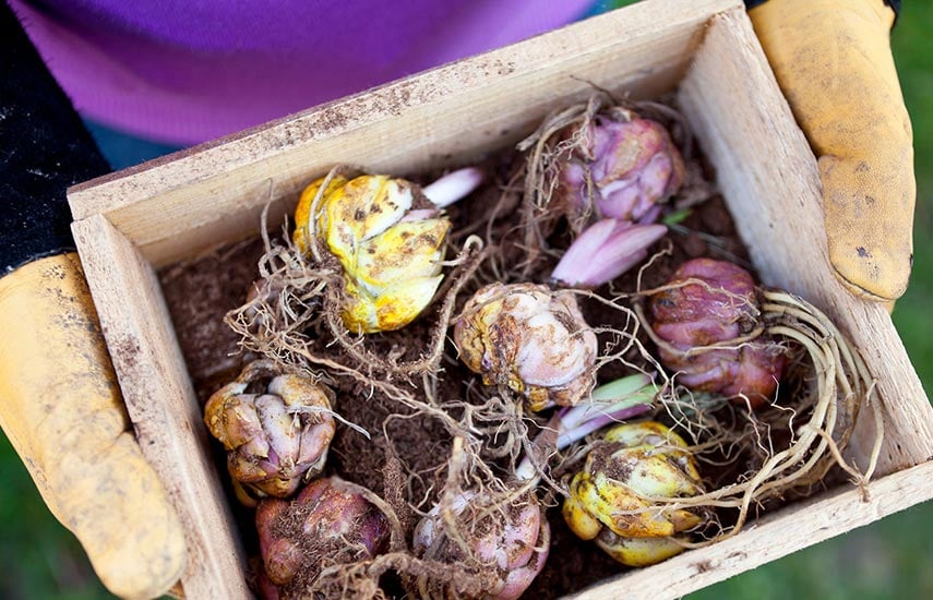 Как хранить луковицы тюльпанов зимой в домашних условиях