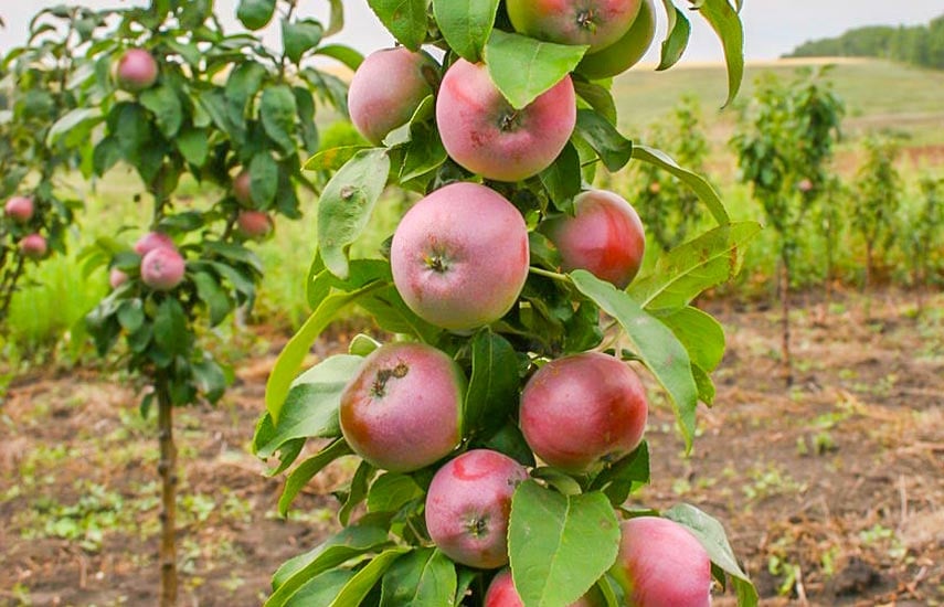 Колоновидные яблони и обычные: в чем разница