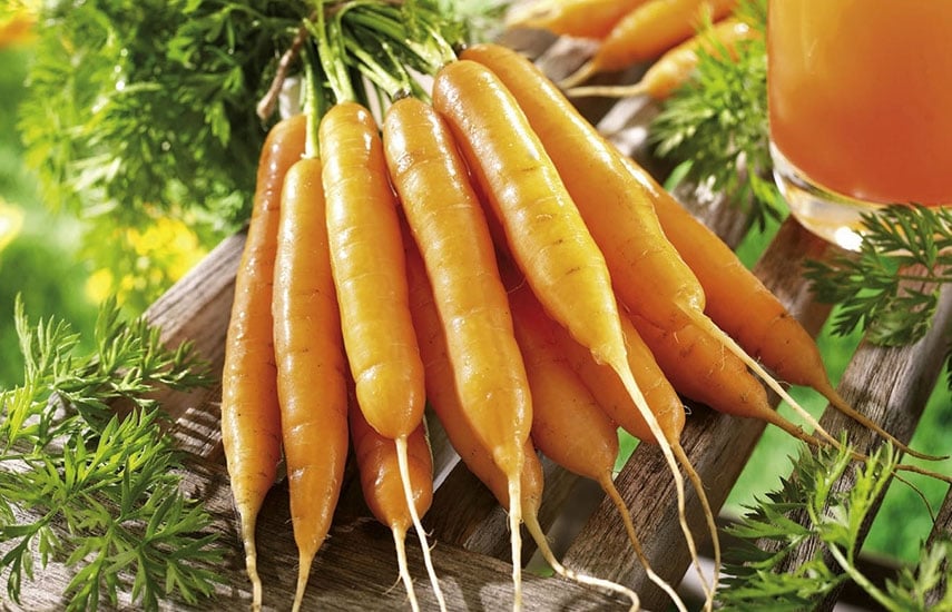 5 способов посеять морковь: самые проверенные методы