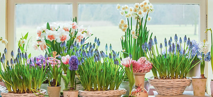 Выгонка луковиц в домашних условиях: тюльпаны, нарциссы, гиацинты, крокусы
