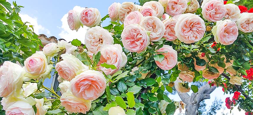 Посадка плетистых роз и уход за цветами: советы профессионалов