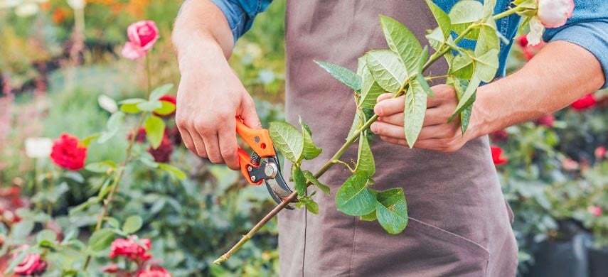 Выращивание розы из черенков: агротехника посадки