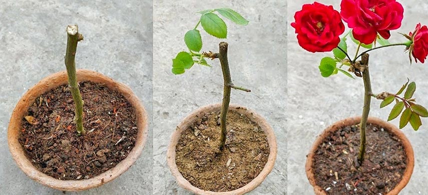 Как вырастить розу из черенка в домашних условиях — проверенный способ