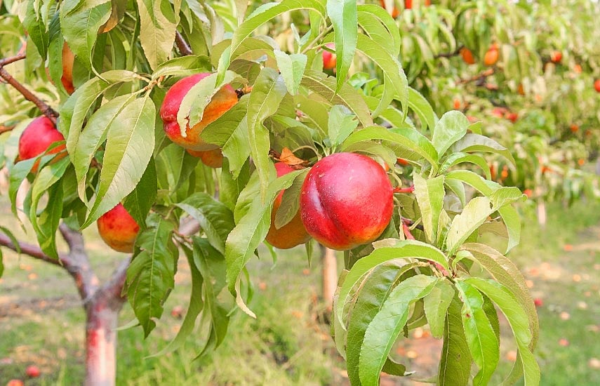Как посадить персик: главные секреты