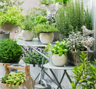 Семена пряных культур