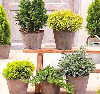 Хвойные растения