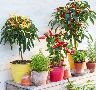 Семена новинки 2022