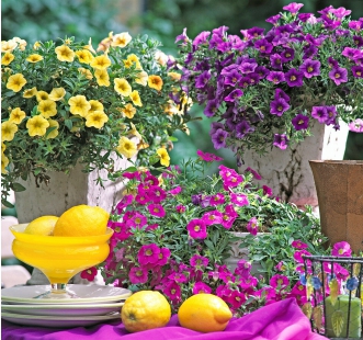 Семена однолетних цветов