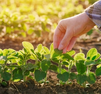 Стимуляторы роста растений