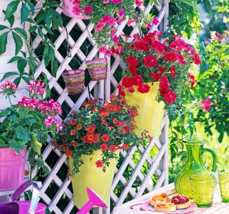 Семена двулетних цветов