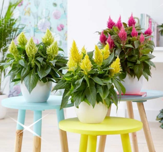 Горшки для цветов