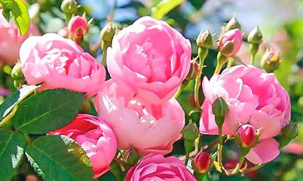 Аромат на весь сад | Беккер.Бу