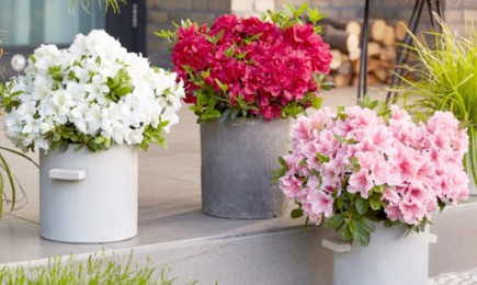 Ароматные цветники | Беккер.Бу