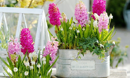 Ароматные гиацинты | Беккер.Бу