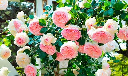 Цветочный водопад | Беккер.Бу