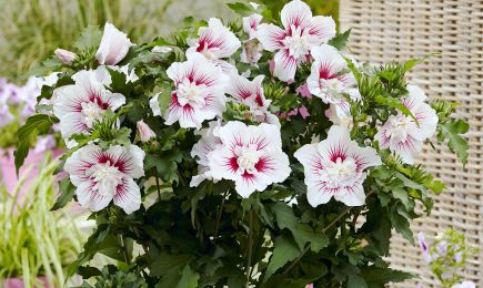 Цветущие миксбордеры | Беккер.Бу