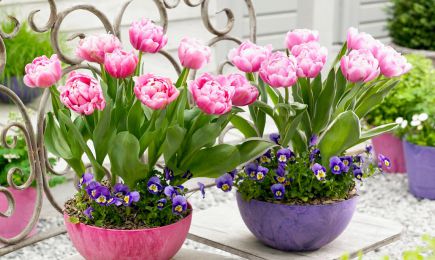 Нарядные тюльпаны | Беккер.Бу