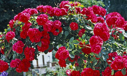 Розовое очарование | Беккер.Бу