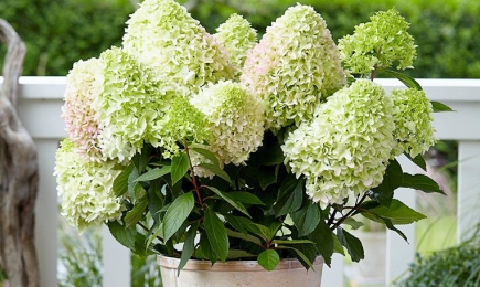 Яркие клумбы | Беккер.Бу