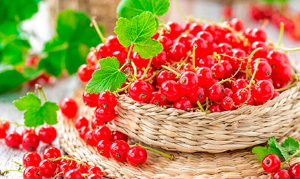 Зимостойкая и урожайная | Беккер.Бу