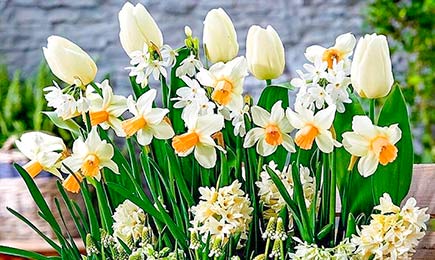 Прелестные нарциссы | Беккер.Бу