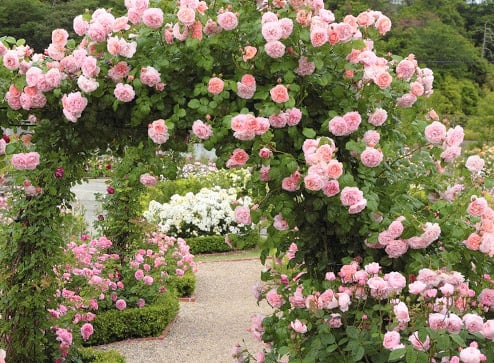 Каталог - - до 60% на пышные и ароматные розы - Беккер.Бу Беларусь